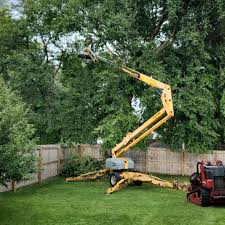 Best Tree Cabling and Bracing  in Sacramento, CA
