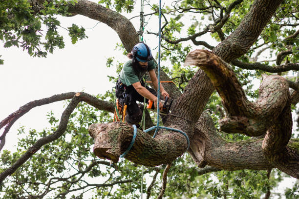 Best Root Management and Removal  in Sacramento, CA