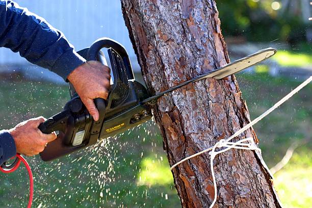 Best Pest Control for Lawns  in Sacramento, CA