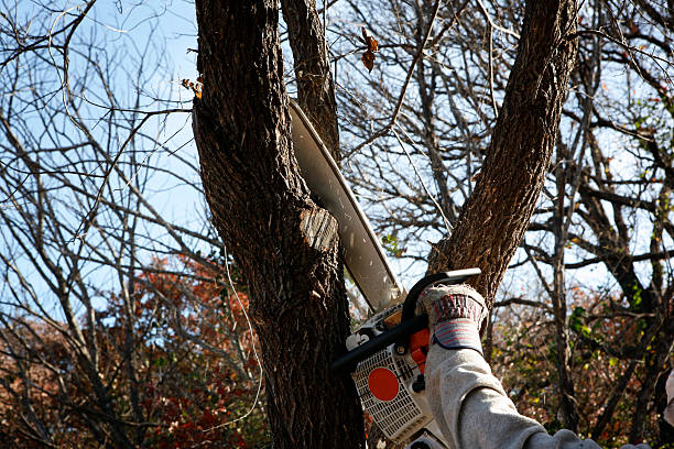 Best Aeration Services  in Sacramento, CA