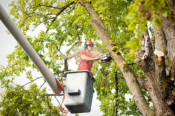 Best Firewood Processing and Delivery  in Sacramento, CA