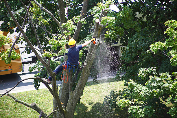 Best Hedge Trimming  in Sacramento, CA