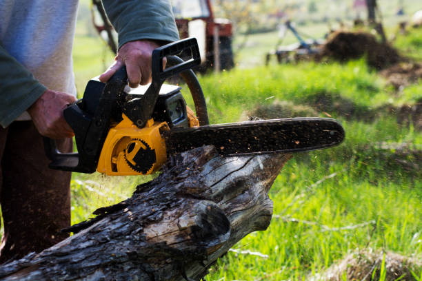 Best Tree Maintenance Programs  in Sacramento, CA