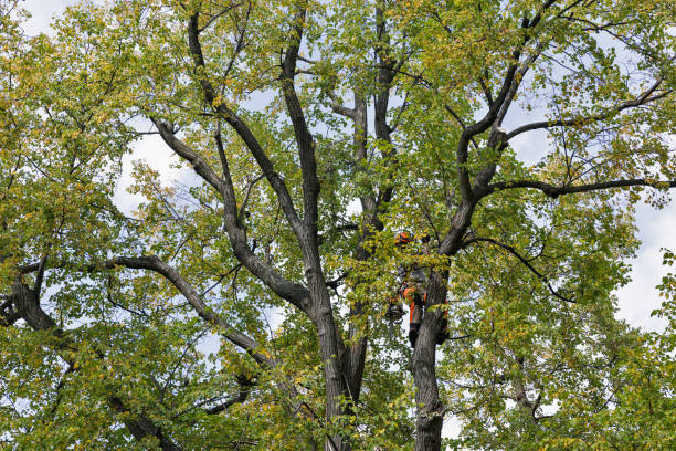 How Our Tree Care Process Works  in  Sacramento, CA